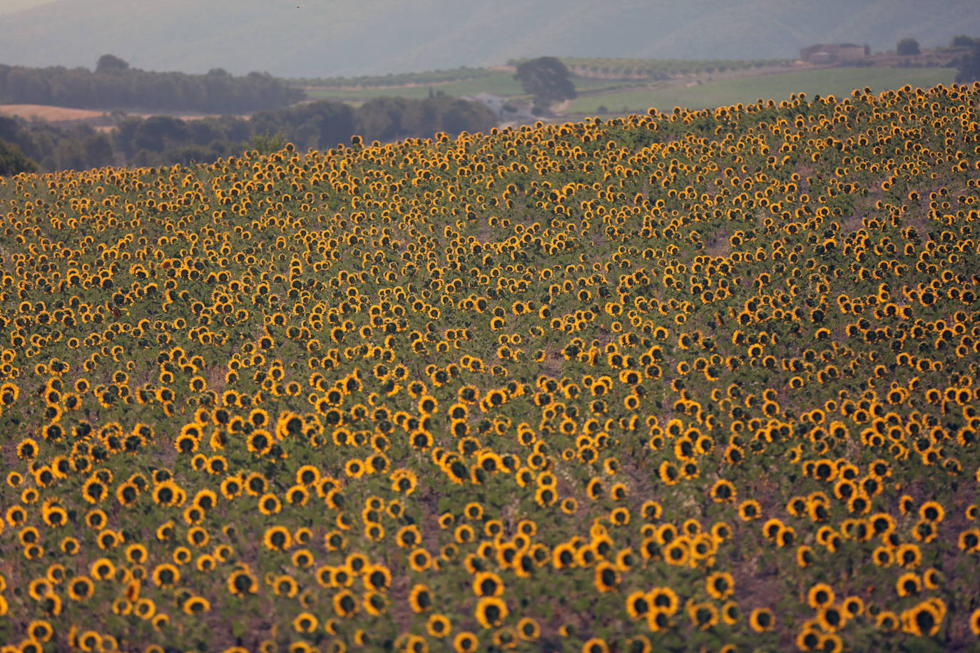 Los términos de Moixent, La Font de la Figuera y Fontanars dels Alforins aglutinan una distinguida concentración de masías históricas y campos de vid, cereal, almendros, olivos y frutales que forman un mosaico sin parangón y se intercalan con núcleos de pinada y serpenteantes caminos que se adentran entre parcelas, ribeteados de cipreses. Este rincón valenciano, conocido como les Terres dels Aforins y que guarda en su centro el valle de Les Alcusses, está repleto de belleza y encantos, que le hicieron merecer hace tiempo el sobrenombre de la 'Toscana valenciana'.