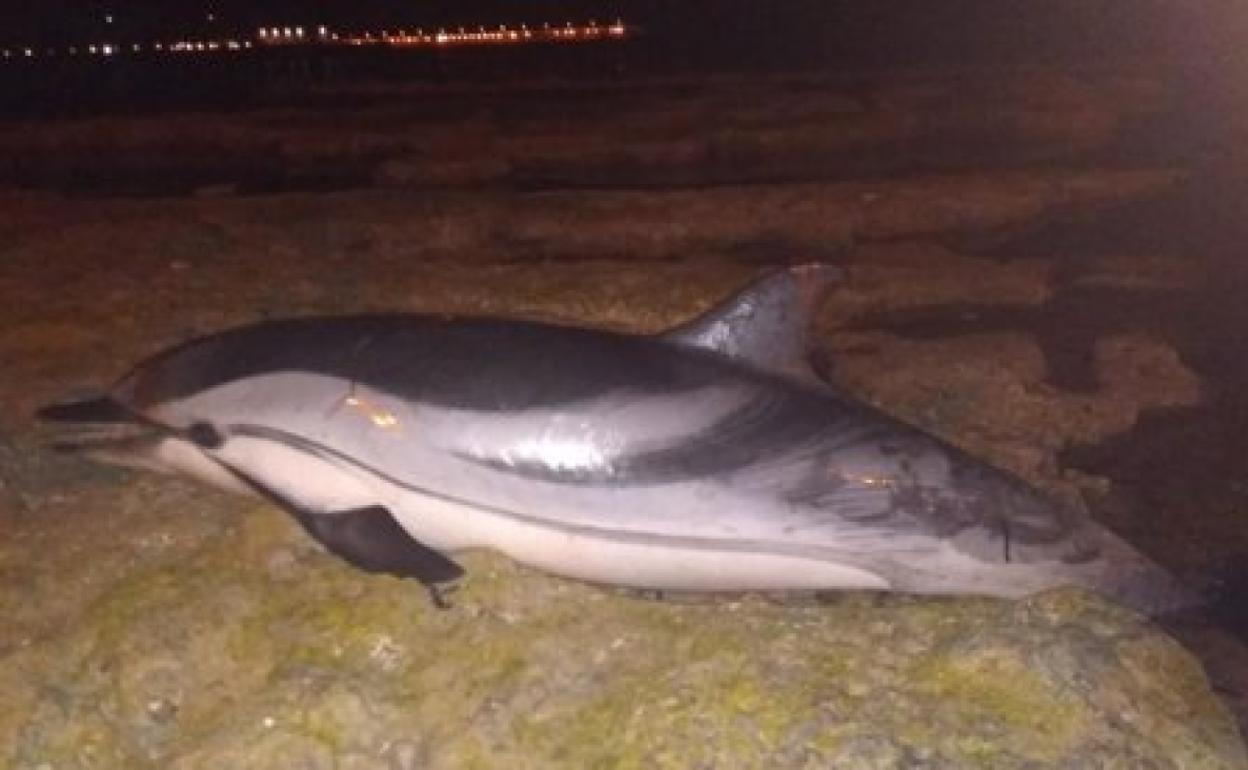 Imagen del cetáceo encontrado en la costa alicantina a primera hora de la mañana. 