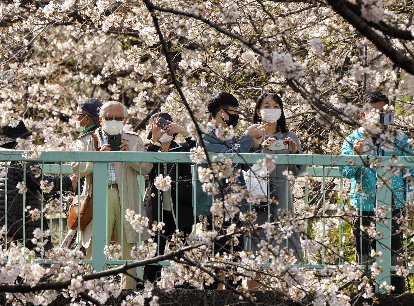 Con la primavera llega el 'Sakura' a Tokio, y a otros lugares del mundo. O lo que es lo mismo: la floración de los cerezos. Los colores que regalan hacen de Japón uno de los destinos turísticos preferidos por los viajeros