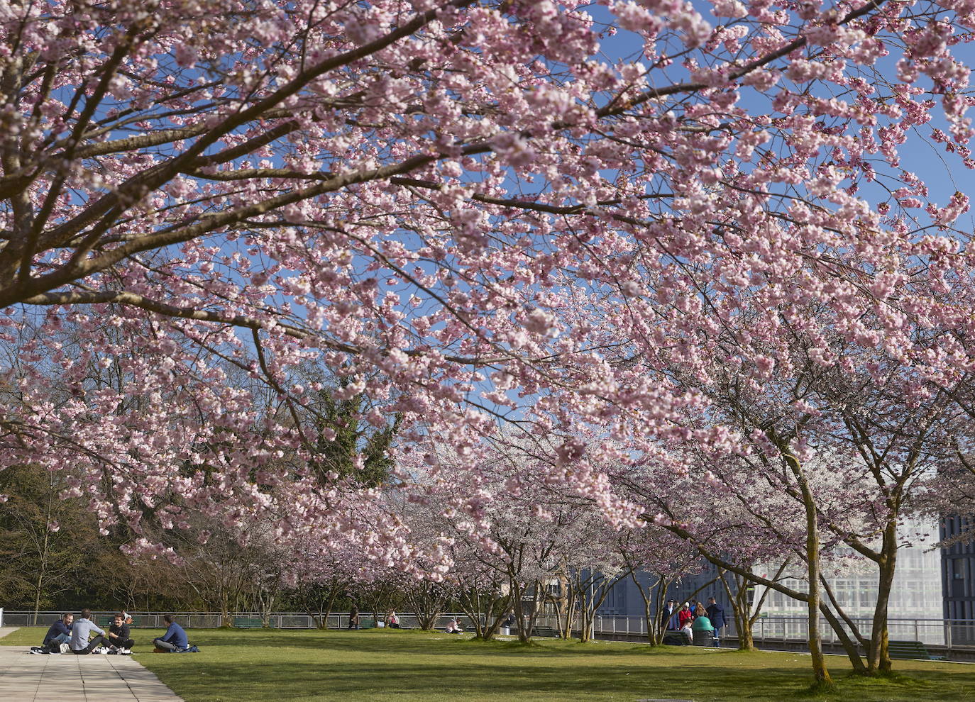 Con la primavera llega el 'Sakura' a Tokio, y a otros lugares del mundo. O lo que es lo mismo: la floración de los cerezos. Los colores que regalan hacen de Japón uno de los destinos turísticos preferidos por los viajeros