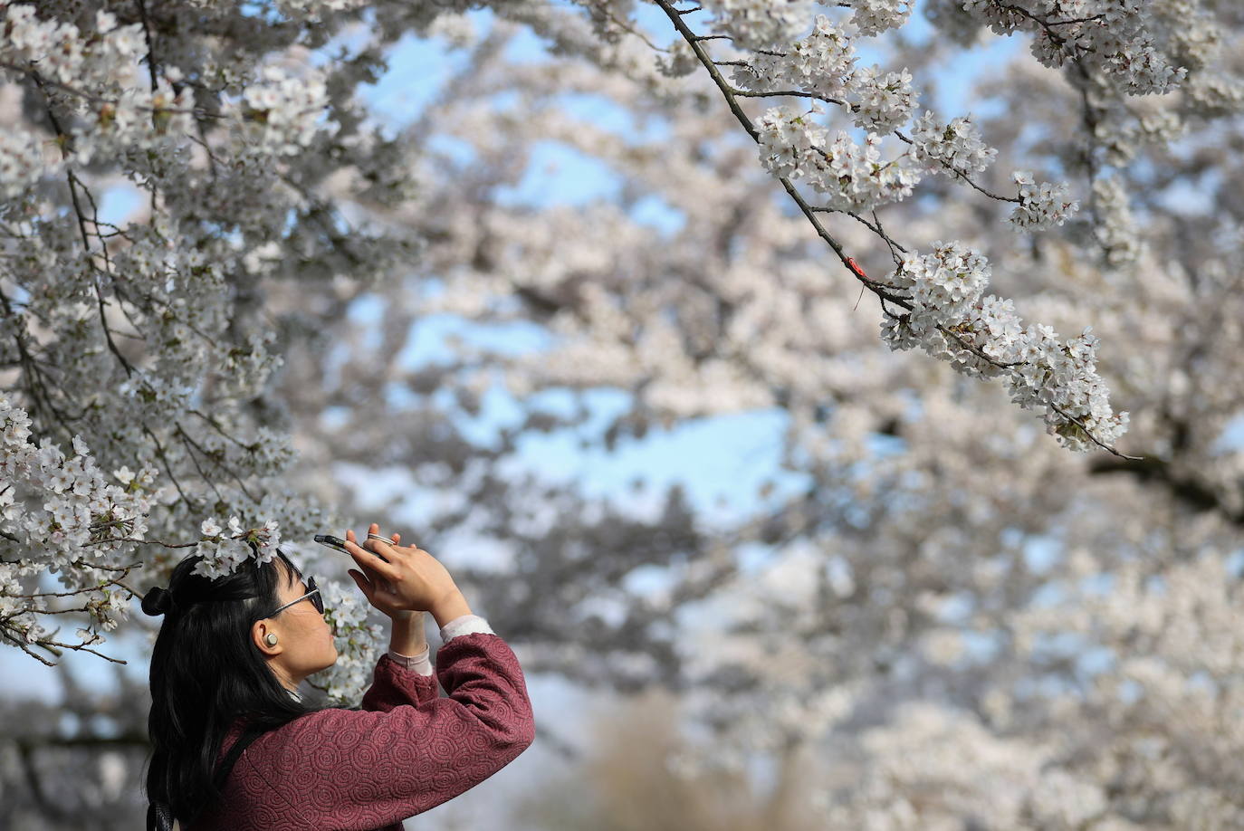 Con la primavera llega el 'Sakura' a Tokio, y a otros lugares del mundo. O lo que es lo mismo: la floración de los cerezos. Los colores que regalan hacen de Japón uno de los destinos turísticos preferidos por los viajeros