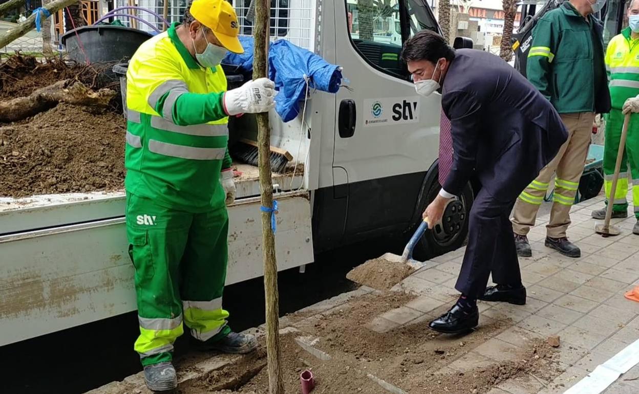 El alcalde de Alicante, Luis Barcala, ha plantado un árbol esta mañana. 