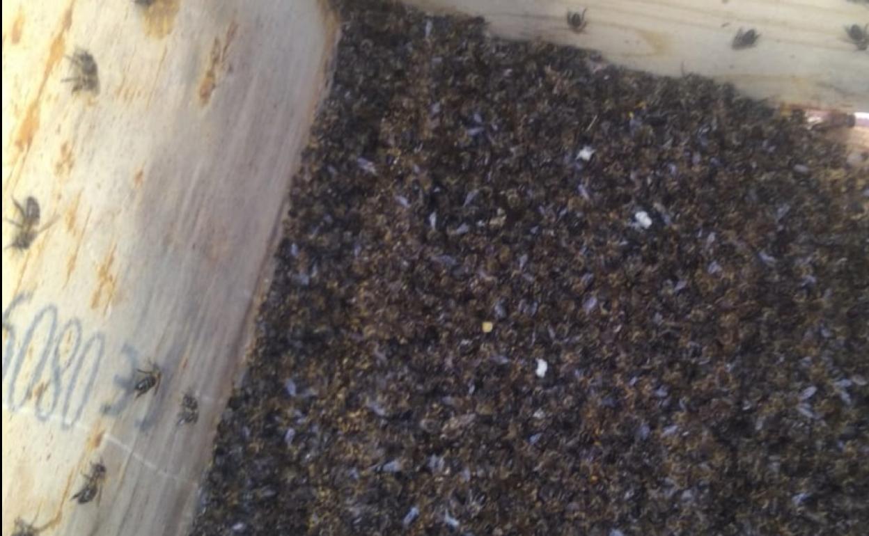 Una de las colmenas con las abejas muertas amontonadas. 