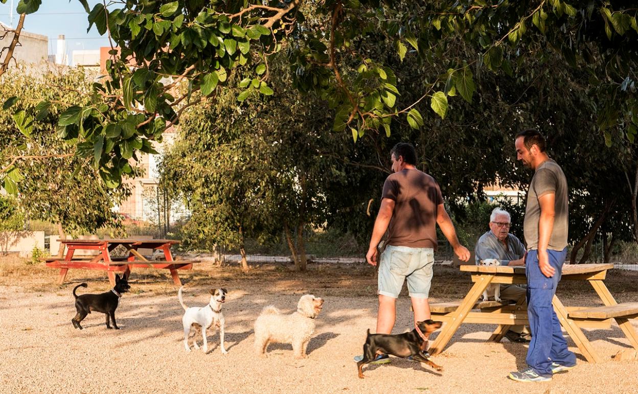 Perros en un parque de Almussafes. 