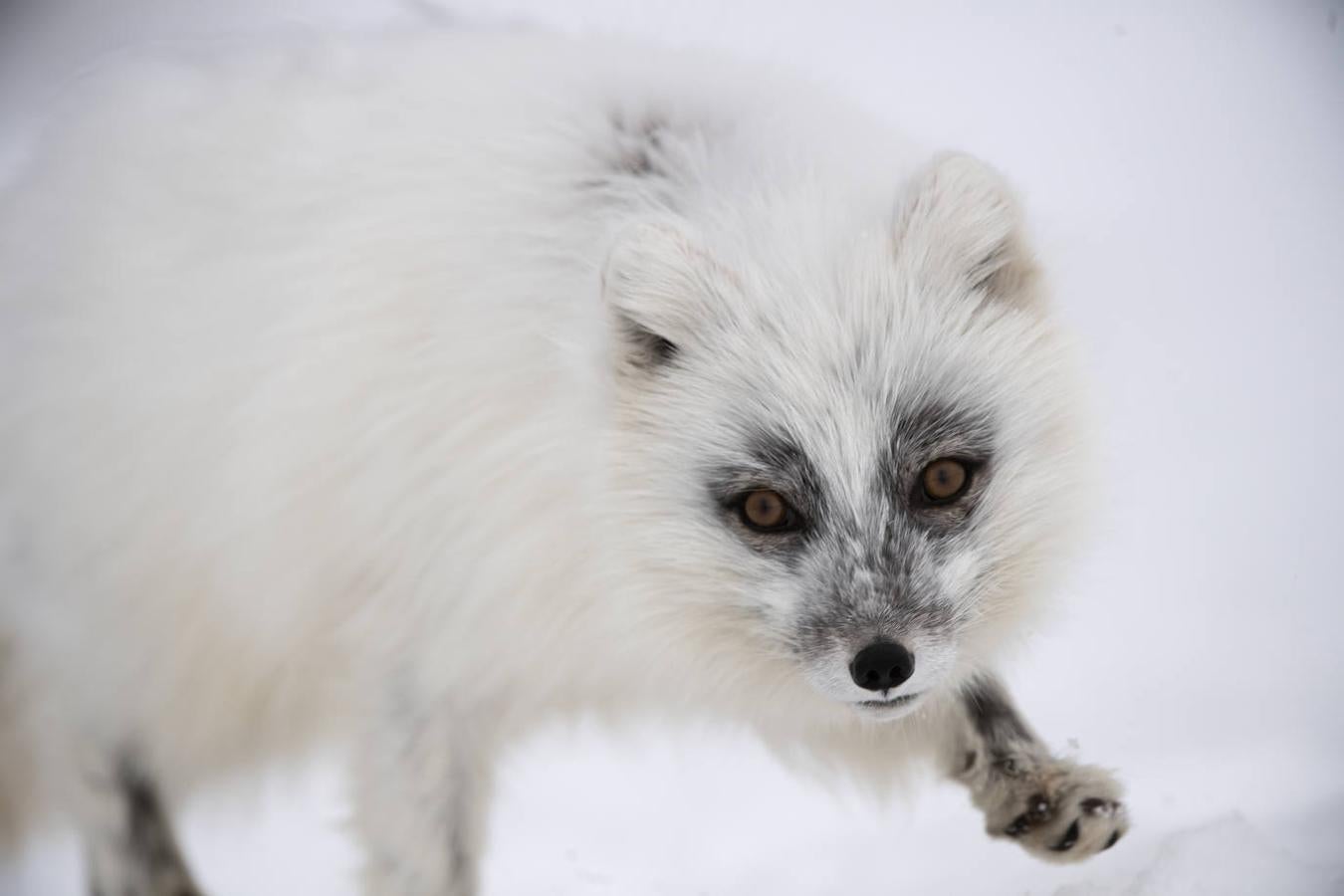 Fotos: Las impresionantes imágenes de naturaleza extrema en la isla de Svalbard