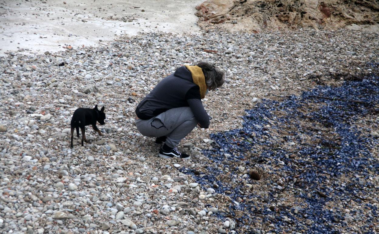 Decenas de medusas aparecen en la costa de Dénia.