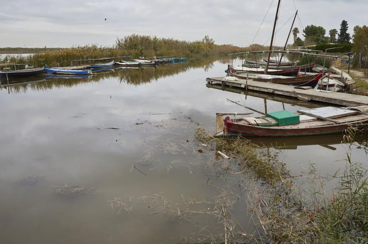 Cañas arrastradas por las tormentas en la Albufera. Iván Arlandis
