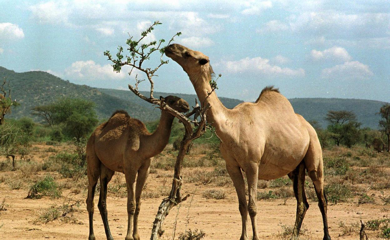 Dromedarios en Kenia. 