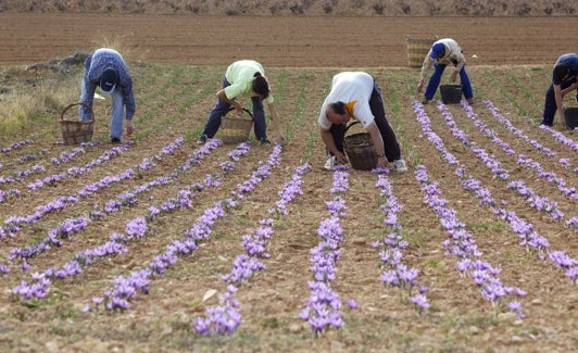 Varios recolectores cosechan la flor de azafrán. 