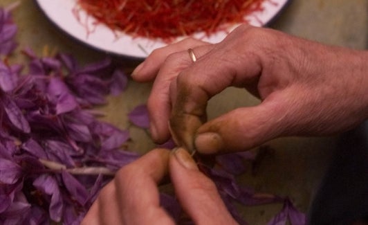 Extraer los estigmas de la flor es una tarea muy delicada.