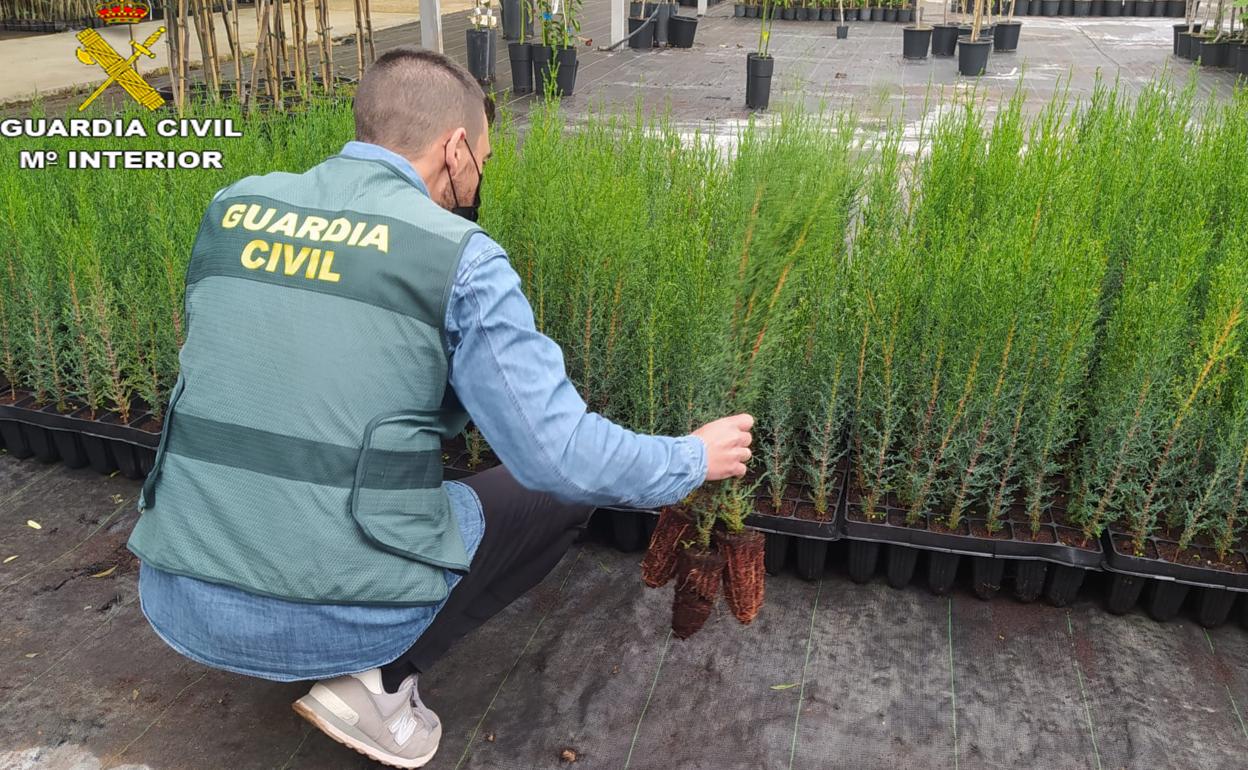 Cipreses recuperados en esta operación de la Guardia Civil. 