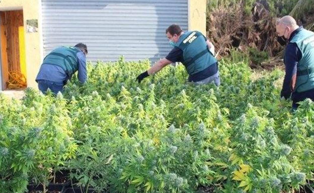 Parte de la marihuana intervenida en Novelda por la Guardia Civil. 