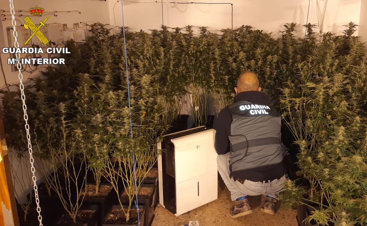 La organización también cultivaba marihuana en una vivienda. 