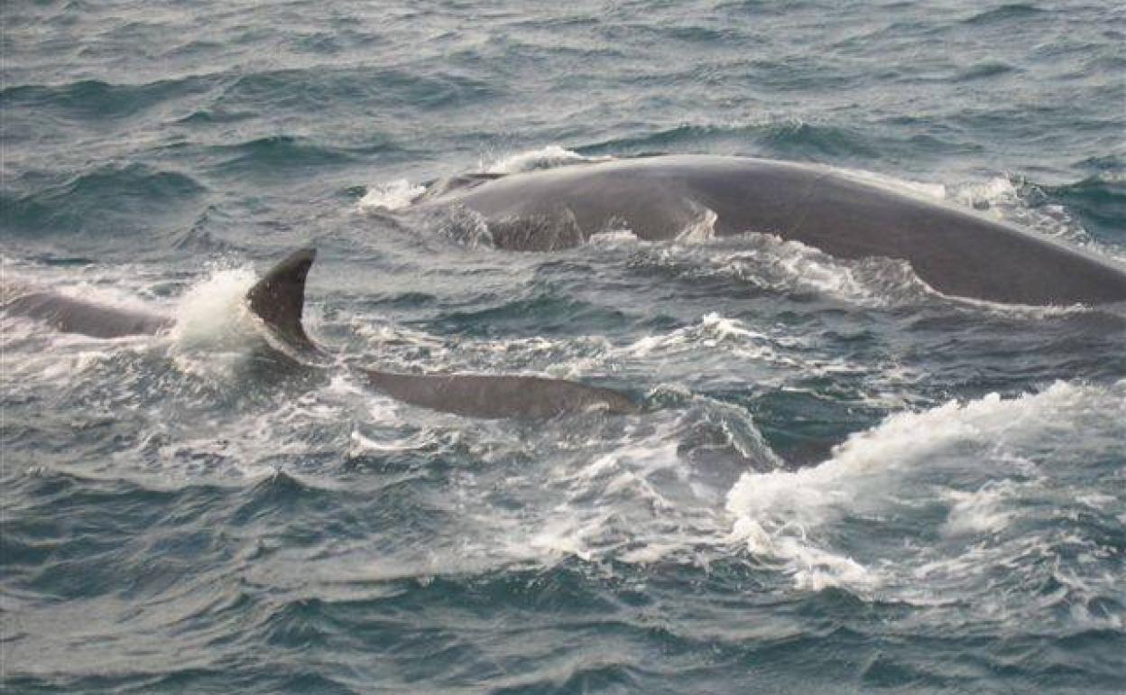 Ejemplares de ballena rorcual en las costas valencianas.