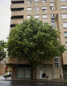 Imagen secundaria 2 - Un árbol se cuela en un piso en Valencia | Vivir con un árbol en casa