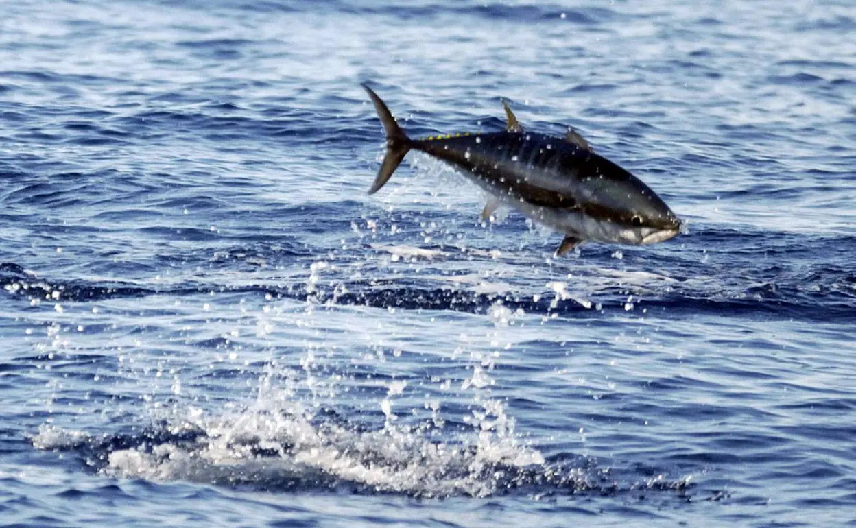 Pescadores valencianos denuncian que «la plaga» de atún rojo en el  Mediterráneo causa problemas al resto de especies | Las Provincias
