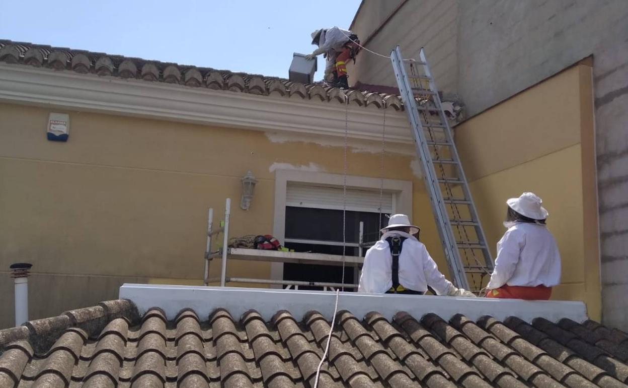 Los bomberos retiran un enjambre de una casa. 