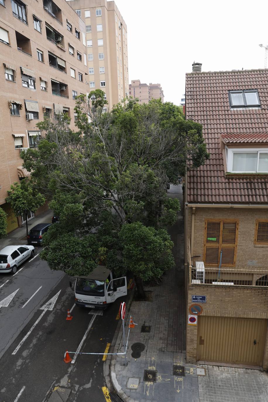 Tras años de quejas de los residentes del barrio de Benimaclet de Valencia, se ha podado un almez enorme que estaba pegado a la fachada de las casas de los vecinos. El árbol no les dejaba entrar la luz y era un nido de palomas, ratas y bichos. 