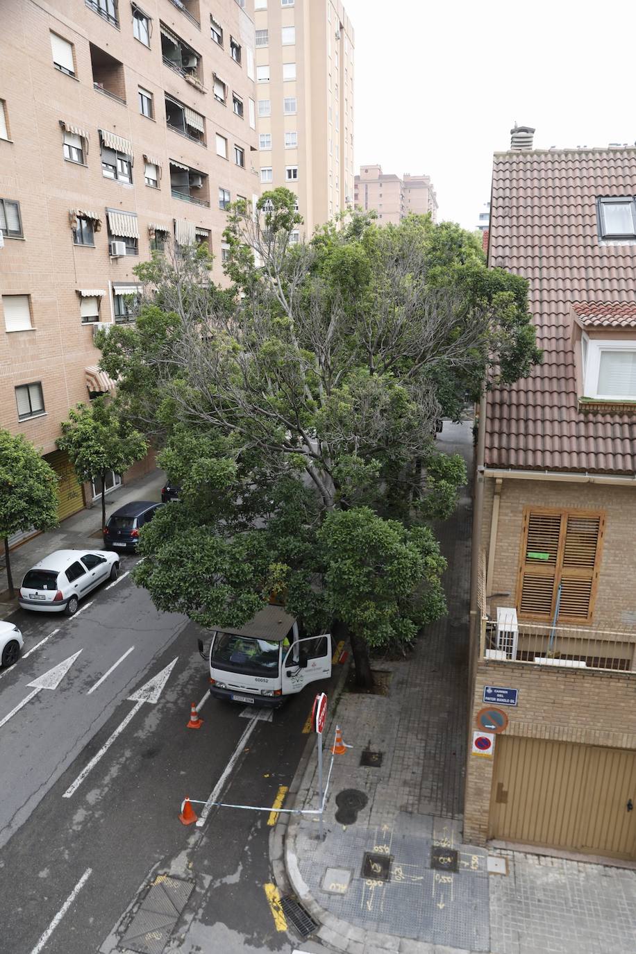 Tras años de quejas de los residentes del barrio de Benimaclet de Valencia, se ha podado un almez enorme que estaba pegado a la fachada de las casas de los vecinos. El árbol no les dejaba entrar la luz y era un nido de palomas, ratas y bichos. 
