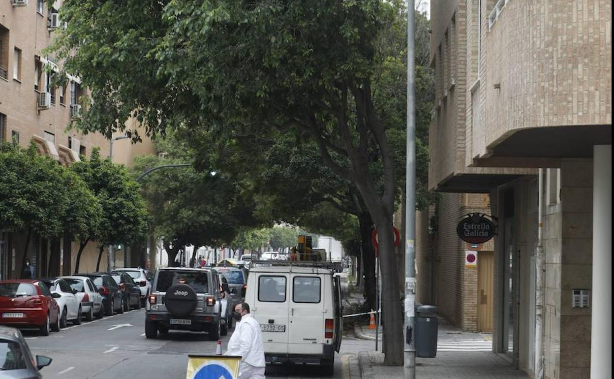 El árbol de la calle Dolores Marqués, después de la poda de esta mañana. 