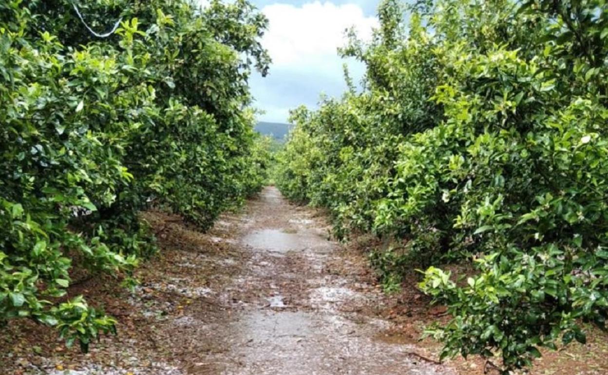 Campo de cítricos de Montesa afectado por la granizada de este martes. 