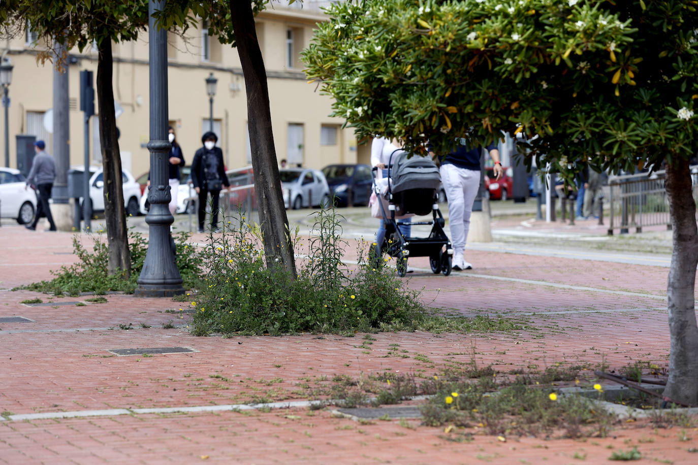 Fotos: Falta de poda y mantenimiento de los ajardinamientos y arbolado en Valencia