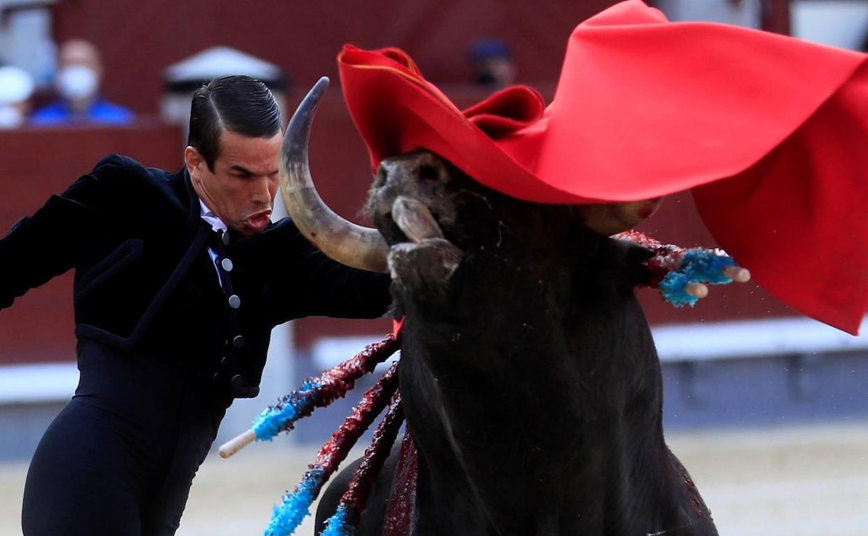 Manzanares, en el festival de toros esta tarde en Madrid. 