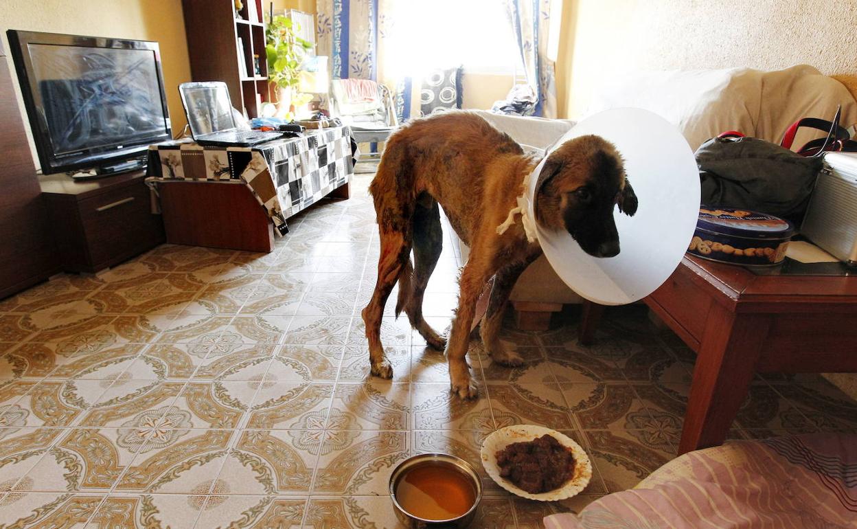 Tydus, un perro víctima de malos tratos. 