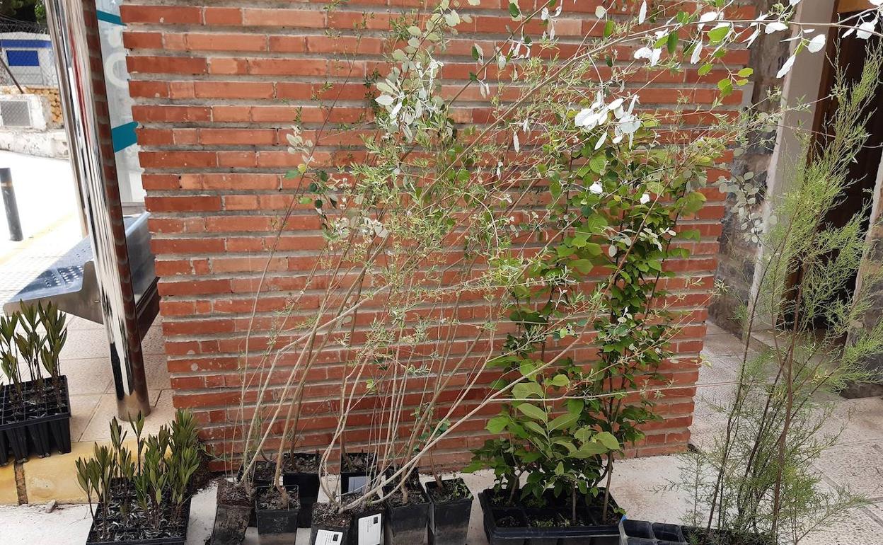 Algunas de las plantas y árboles conseguidas por el Ayuntamiento de Sella.