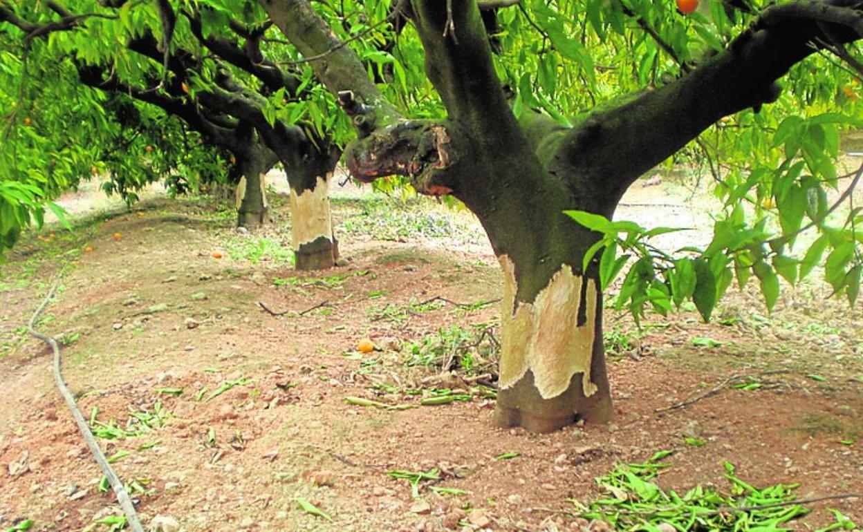 Daños en un árbol por los conejos. 