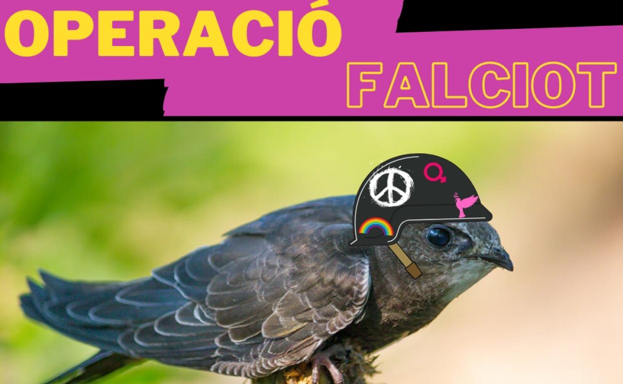 Xàtiva lanza la 'Operació Falciot' para la conservación de las aves