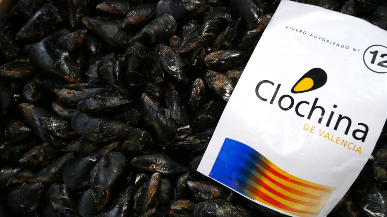 La clóchina valenciana retoma su protagonismo