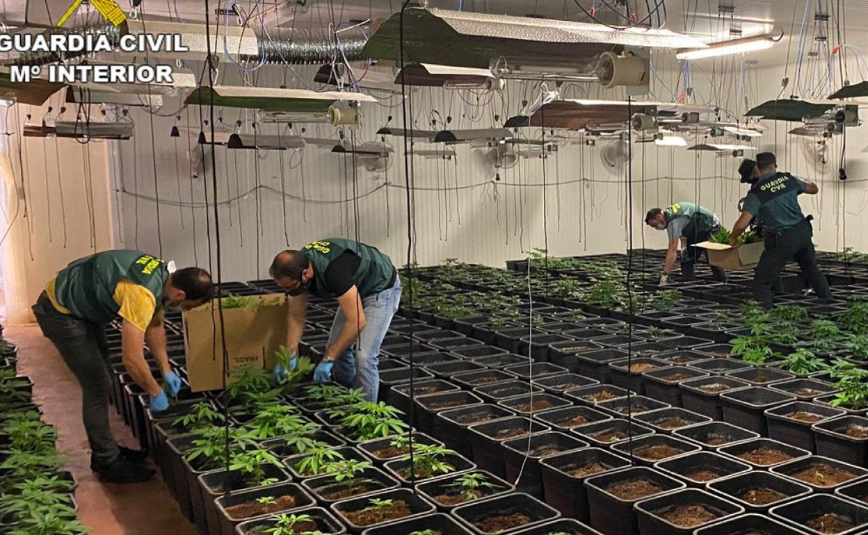 En una de las edificaciones los agentes hallaron hasta 800 plantas de marihuana. 