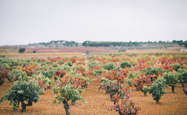 Parcela de mezcla, donde los distintos colores de las viñas muestran las diferentes variedades.