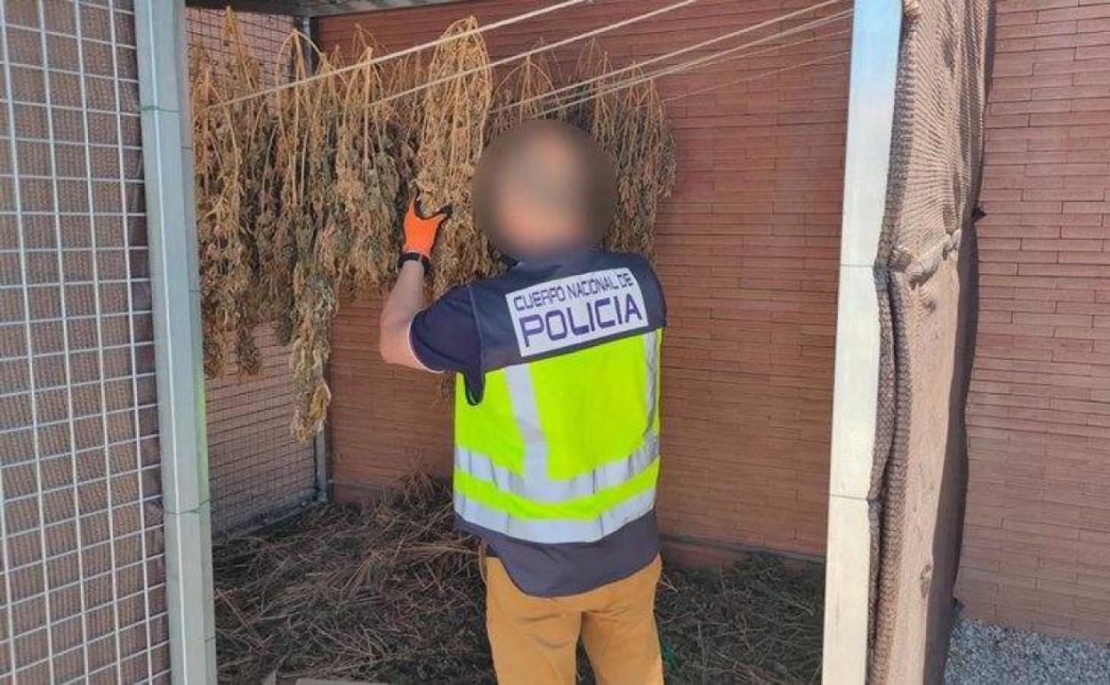 Un agente de la Policía manipula parte de la marihuana intervenida. 