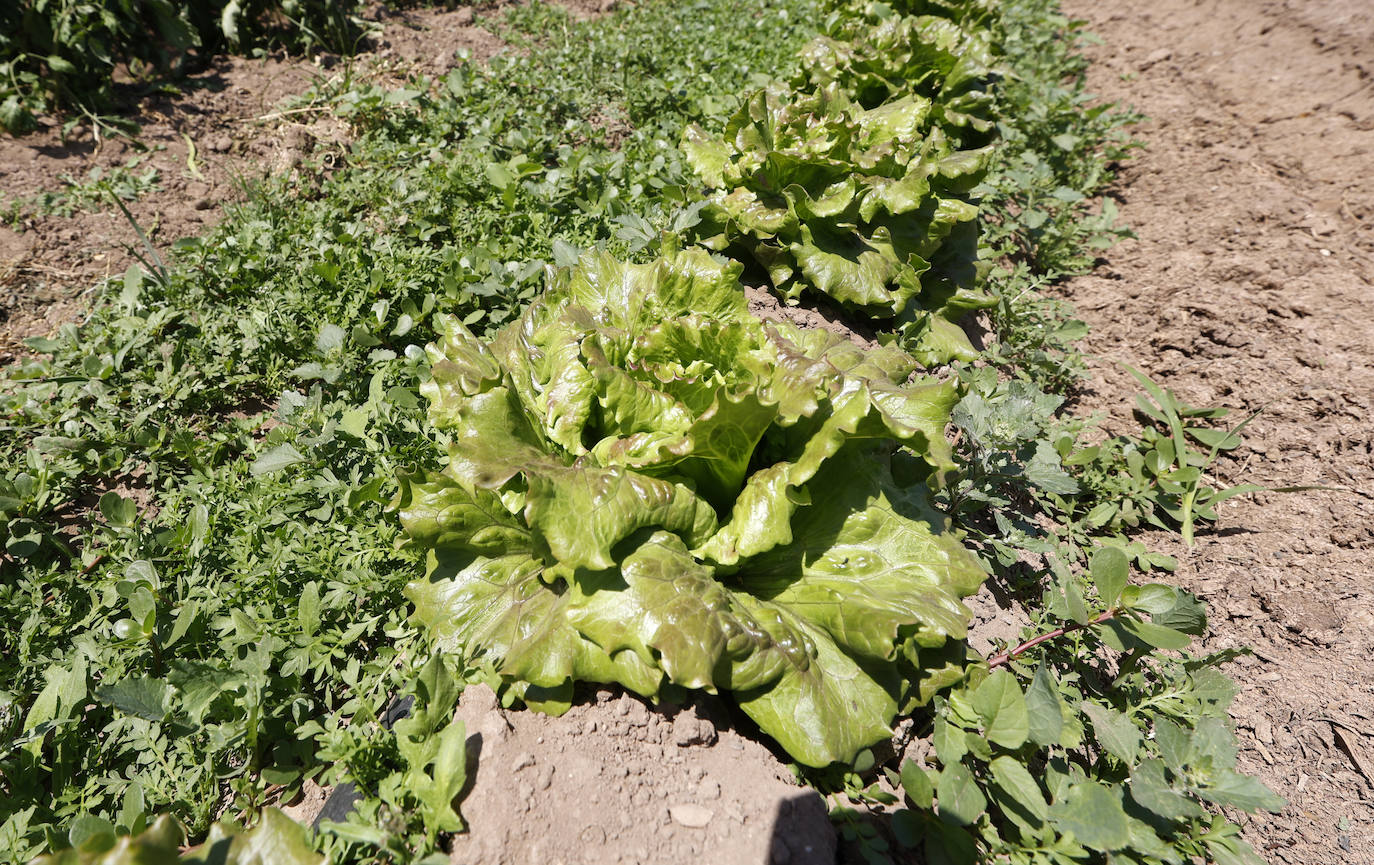 Joan, agricultor de l'Horta Nord explota, comercialmente, con métodos ecológicos y biológicos sus campos repartidos por los municipios de Foios y Barri Roca.