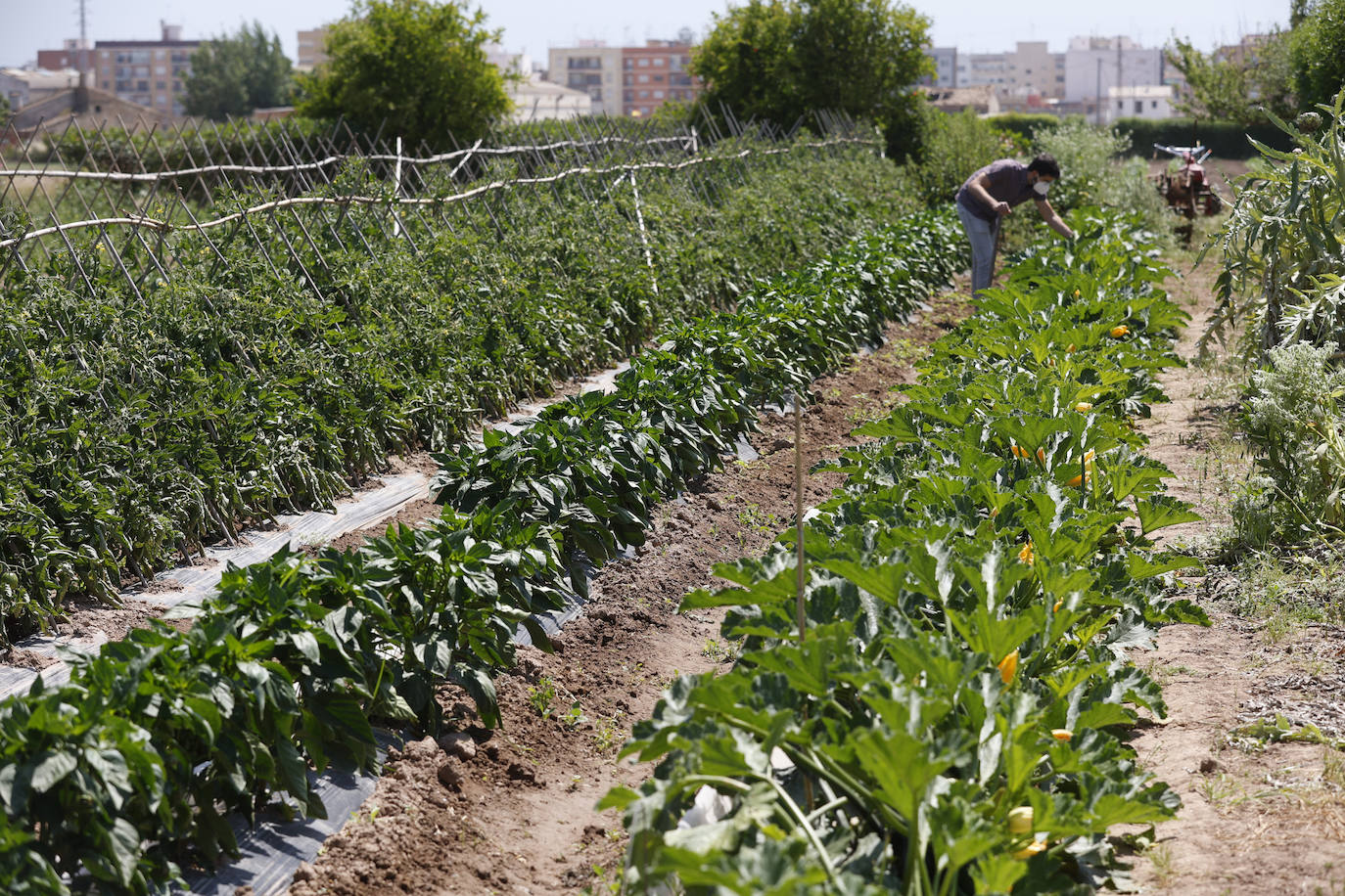 Joan, agricultor de l'Horta Nord explota, comercialmente, con métodos ecológicos y biológicos sus campos repartidos por los municipios de Foios y Barri Roca.