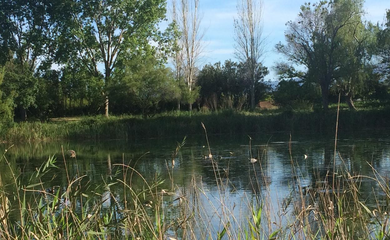 Un ullal de Gandia, junto a los que se prevé habilitar un camping de lujo. 