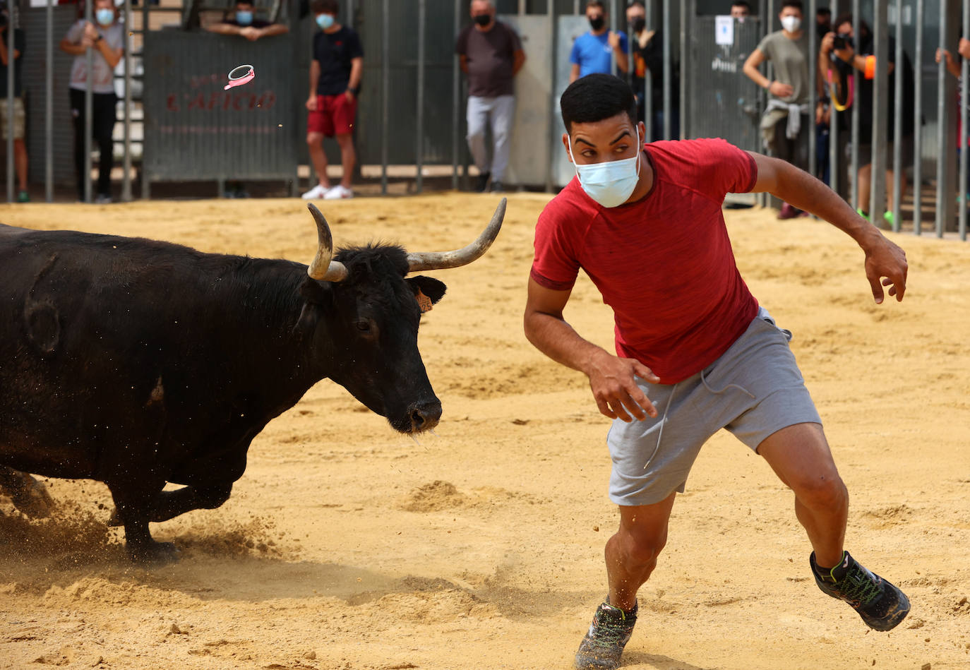 Meliana se ha convertido en el primer municipio valenciano en recuperar los bous al carrer en una primera fase.