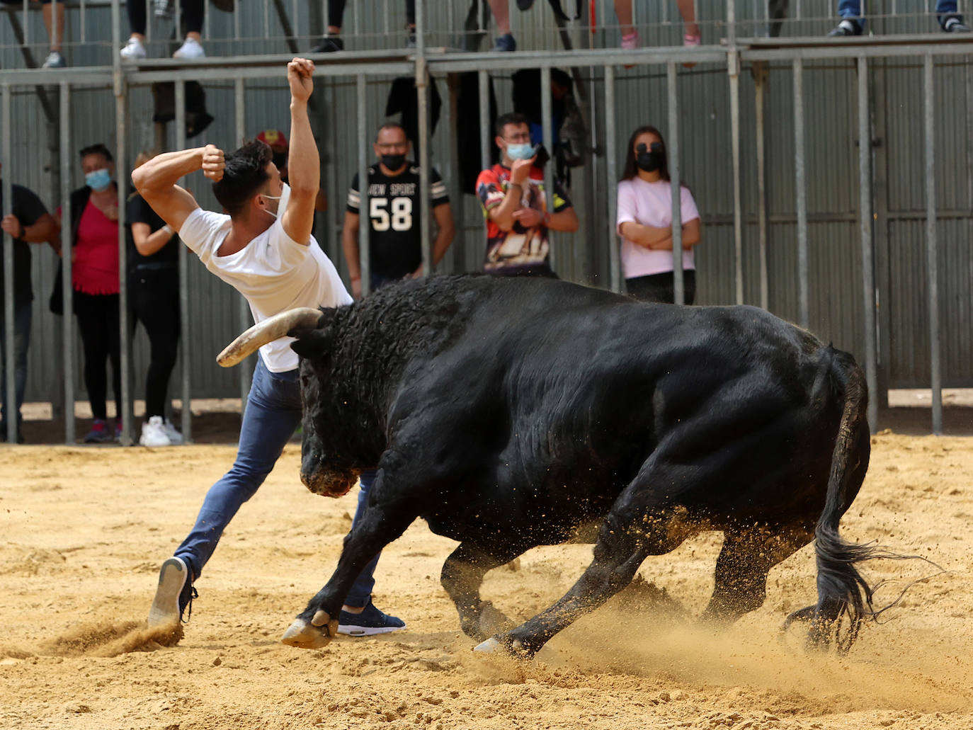 Meliana se ha convertido en el primer municipio valenciano en recuperar los bous al carrer en una primera fase.