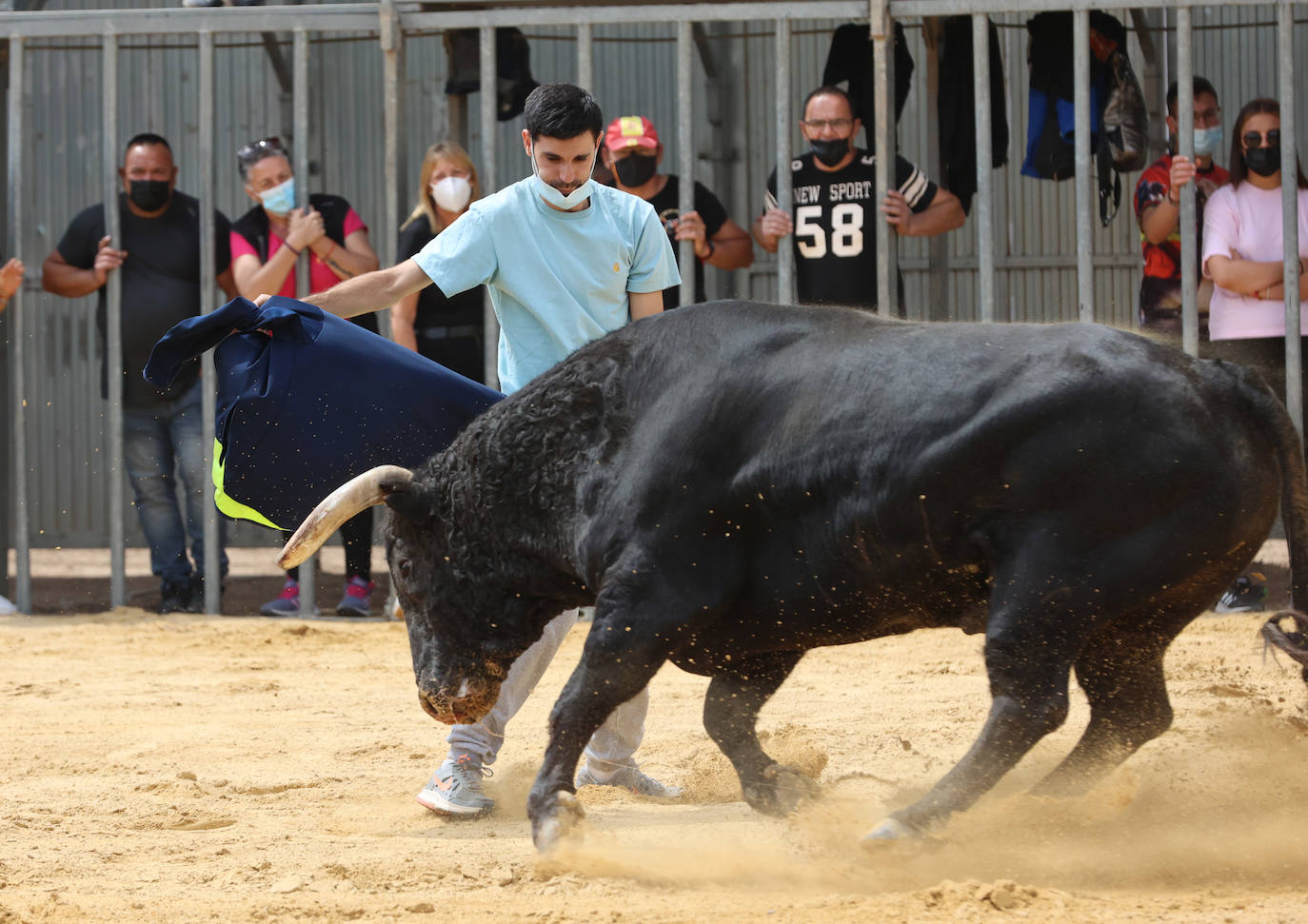 Meliana se ha convertido en el primer municipio valenciano en recuperar los bous al carrer en una primera fase.