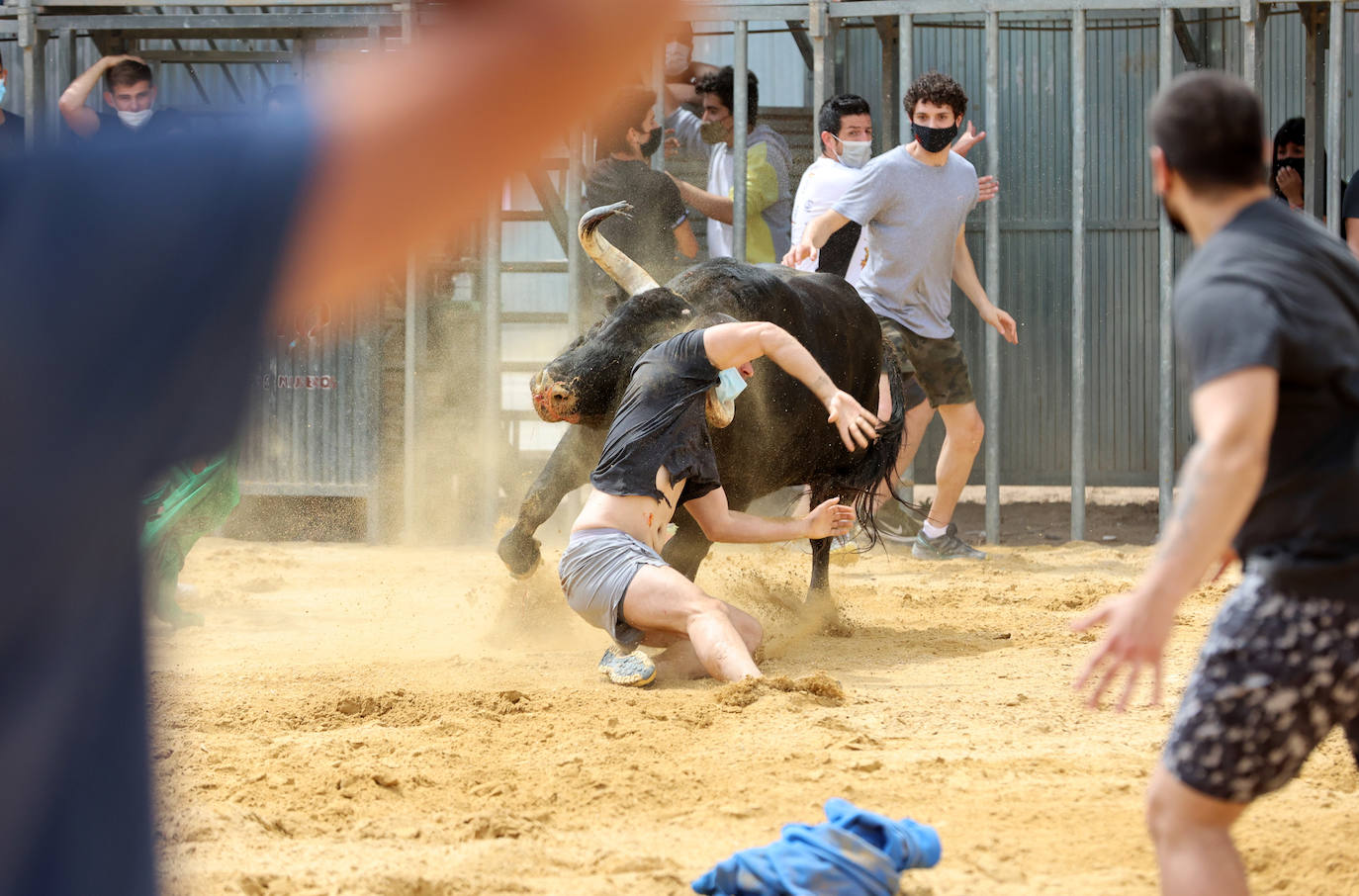 Meliana se ha convertido en el primer municipio valenciano en recuperar los bous al carrer en una primera fase.