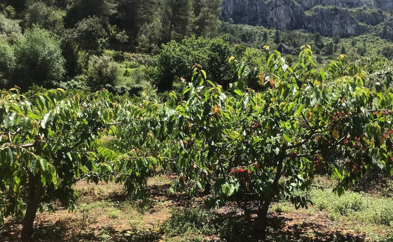 Campos de cerezos de la Vall de Gallinera, en la Marina Alta. 