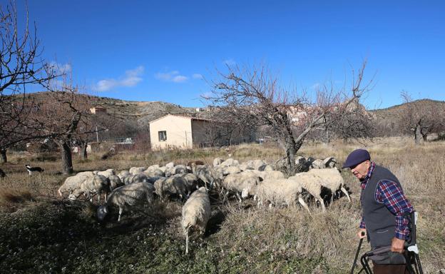 Castielfabib. Un pastor ya anciano cuida de su rebaño. 