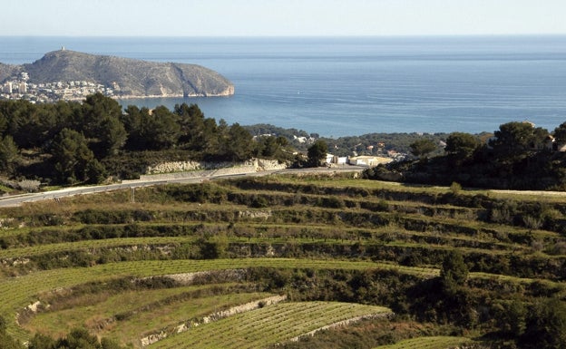 Viñedos de moscaltel, junto al mar.