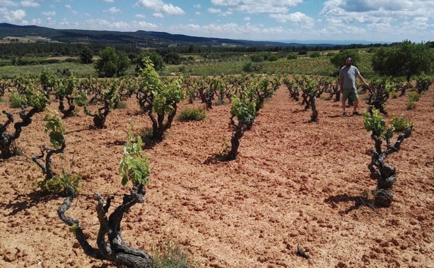 Brotación primaveral en las cepas de Utiel-Requena.