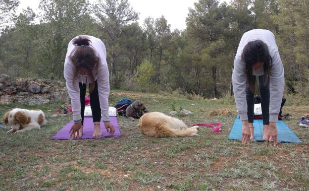 Mi perro es yogui