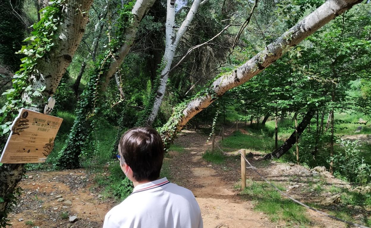 La ruta es una especie de yincana con preguntas y respuestas en los propios árboles. 