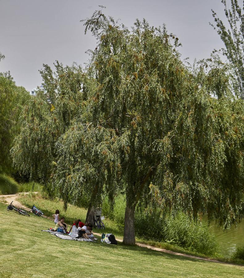 Picnics en el Jardín del Turia