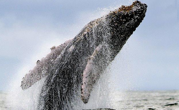 Una ballena se traga a un pescador y luego lo escupe vivo